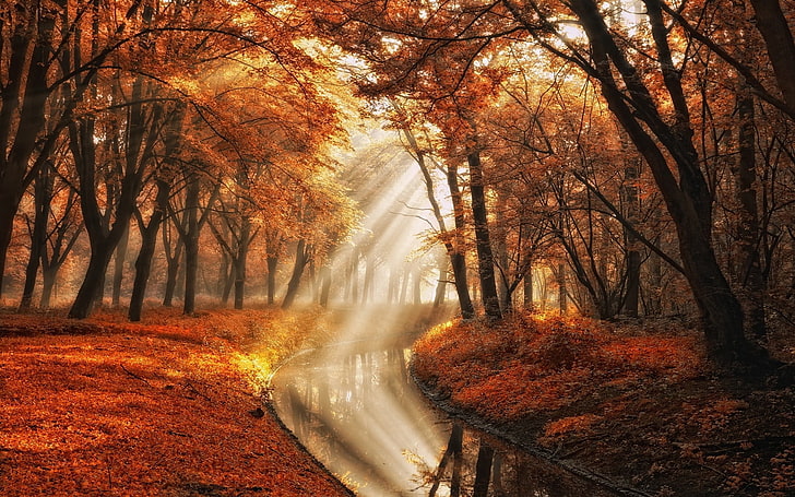 лес возле водоема, черно-красное дерево в дневное время, пейзаж, природа, осень, деревья, канал, солнечные лучи, туман, листья, парк, оранжевый, HD обои