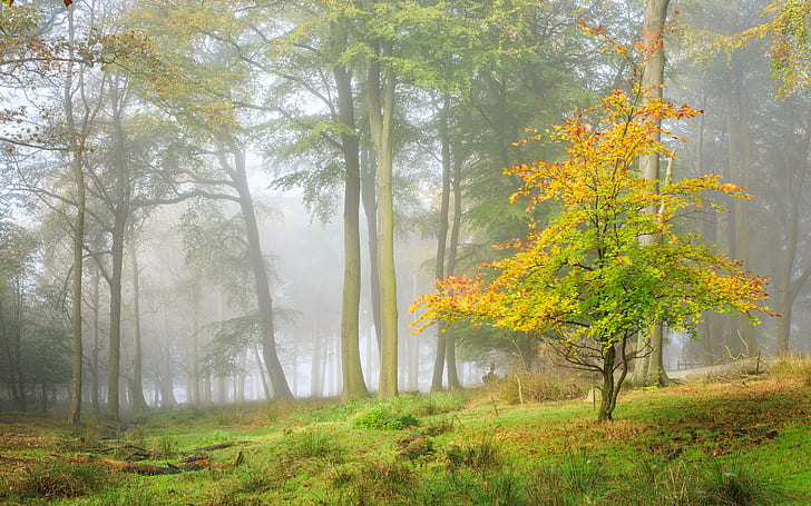 Seasons Autumn Forests Trees Fog Nature, nature, seasons, autumn, forests, trees, HD wallpaper