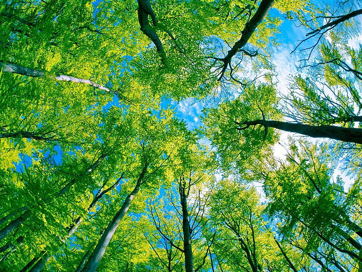 зеленые лиственные деревья, деревья, кроны, снизу, листва, ярко, лето, HD обои