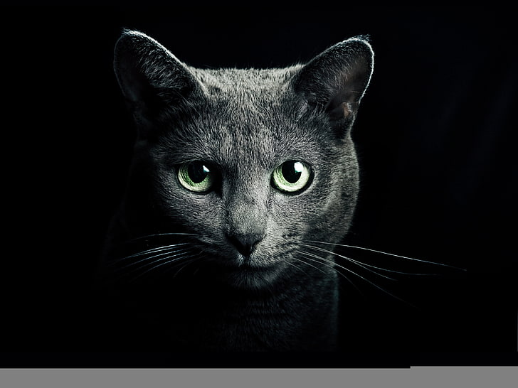 gray cat wallpaper, cat, eyes, look, grey, green, black background, blue, Russian, breed, HD wallpaper