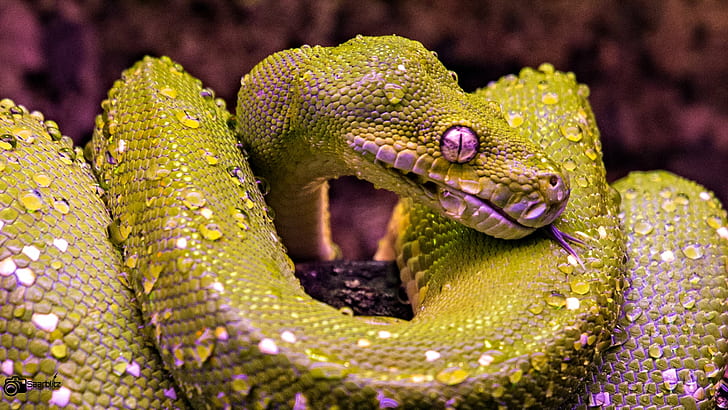 closeup photo of green and purple snake digital wallpaper, Frisch, closeup, photo, green and purple, snake, digital, green  tree  python, neunkirchen, zoo, wildpark, refreshing, shower, nach, der, dusche, canon, 70d, 105mm, water, spray, reptile, animal, wildlife, nature, python, carnivore, poisonous, HD wallpaper