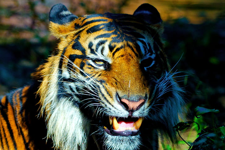 close-up photo of a tiger, Male, Sumatran Tiger, Ueno Zoo, close-up, photo, Japan, Tokyo, Taito, Outdoor, Nature  Park, Ueno Park, Animal, Mammal, Carnivore, Feline, Savage, Beast, Prey, Big Cat, Yellow, Nikon  D7000, SIGMA, APO, 70-200mm, F2.8, EX, HSM, F2, 8D, Nikon, CLUB, tiger, wildlife, undomesticated Cat, nature, bengal Tiger, danger, animals In The Wild, large, striped, HD wallpaper
