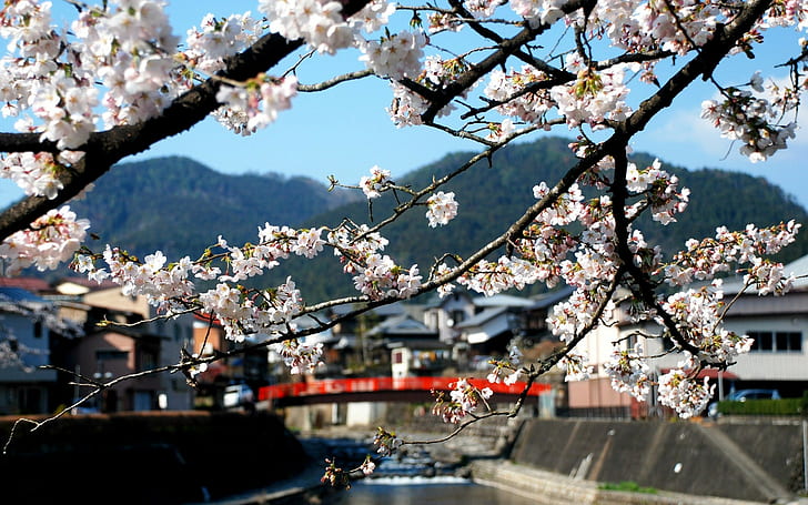 اليابان، جسر، أشجار، خلفية HD
