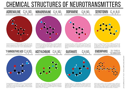 kemiska strukturer av neurotransmittordiagram, vetenskap, kemi, kemiska strukturer, diagram, text, HD tapet HD wallpaper