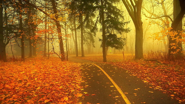 серая асфальтовая дорога, природа, дорога, осень, листья, деревья, HD обои