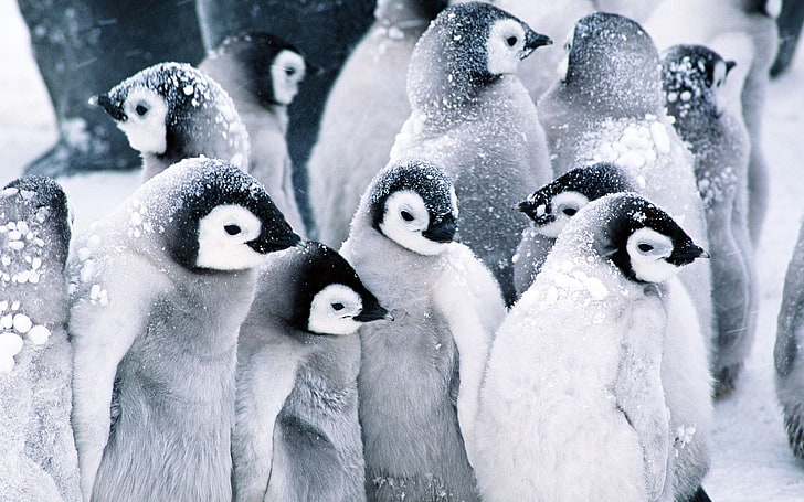 penguin desktop  hd pics, HD wallpaper