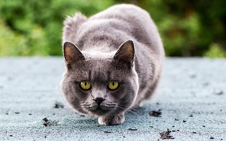 Gray cat ready to attack, Gray, Cat, Ready, Attack, HD wallpaper
