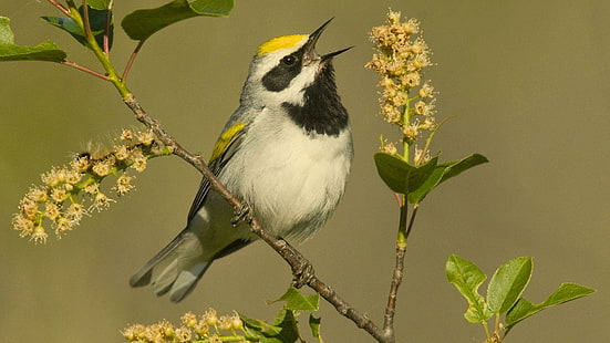 Pássaro cantando, cantando, pássaros, fofos, animais, HD papel de parede HD wallpaper