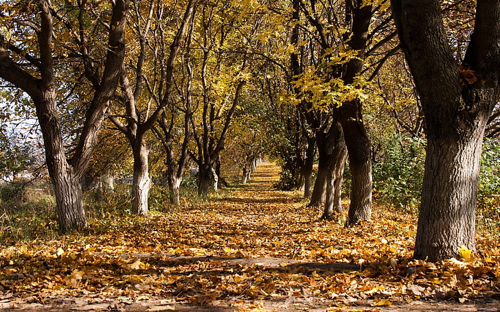 grünblättrige Bäume, Herbst, Bäume, Laubfall, Oktober, Stämme, welken, Ränge, Spur, HD-Hintergrundbild