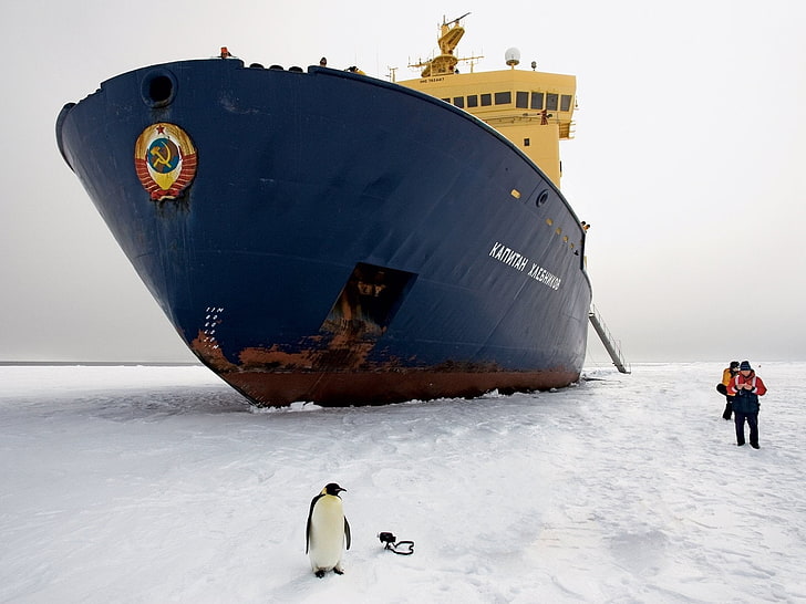 синий и желтый корабль, лед, пингвин, ледокол, HD обои