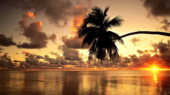 Хавай, плаж, залез, пейзаж, облаци, море, природа, фотография, палми, околна среда, вода, слънчева светлина, вечер, дървета, силует, бряг, HD тапет HD wallpaper