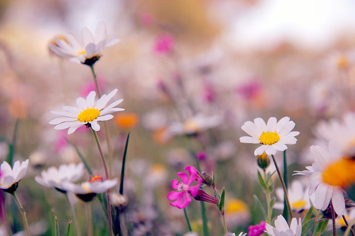 昼間の白いデイジーの花、白いデイジー、花、昼間、春、色、ニコンD90、ブリリシア、アティキ、ギリシャ、野生の花、自然、花、夏、植物、草原、屋外、黄色、春、自然の美しさ、閉じる-アップ、 HDデスクトップの壁紙