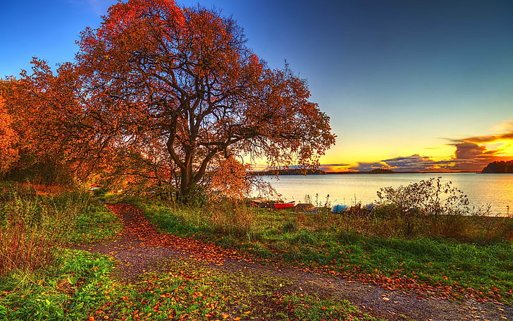 秋の風景-自然の風景の壁紙、茶色の葉の木、 HDデスクトップの壁紙