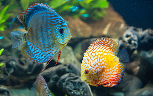 Poissons d'aquarium exotiques Discus-Marine life HD Wallpap .., poissons bleus et oranges, Fond d'écran HD HD wallpaper