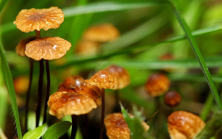 braune Pilze, Makro, Pflanzen, Natur, Pilz, HD-Hintergrundbild