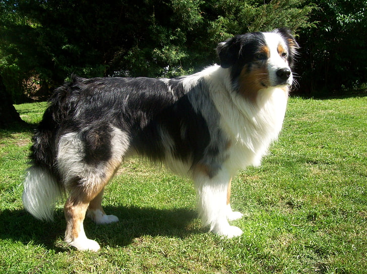 성인 흰색, 검은 색 및 황갈색 호주 목자, 호주 목자, 개, 잔디, 더럽혀진, HD 배경 화면