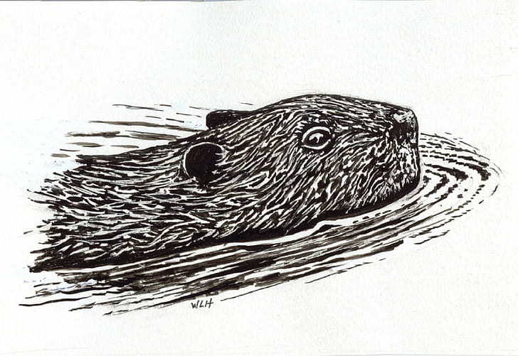 beaver, castor, rodent, HD wallpaper