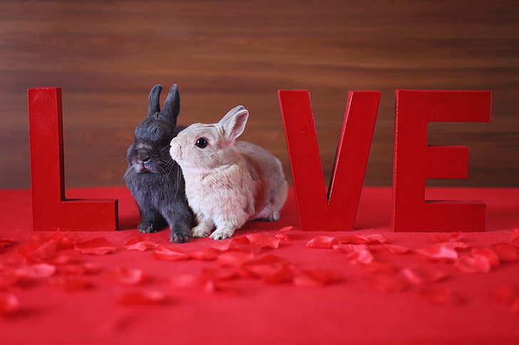 two white and black rabbit figurines, holiday, Love, rabbits, HD wallpaper