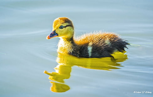 black and yellow duckling on body of water, Little, Model, black and yellow, yellow duckling, body of water, lens, Central  Florida, Wildlife, Macro, Close-up, Flower, Beauty, Curve, Nikon  DSLR, Fine  Art  Photography, Photographer, Gallery, 美丽, garden, color, colorful, colors, beautiful, gorgeous, ngc, Telephoto, 长焦, Lenses, Orlando, Lake Mary, Nikkor, 模特, duckling, bird, duck, mallard Duck, nature, animal, lake, water, beak, pond, feather, water Bird, swimming Animal, HD wallpaper HD wallpaper