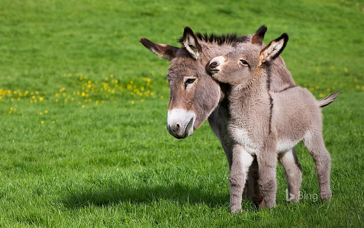 France Cotentin donkey and foal in Normandy-2017 B.., HD wallpaper