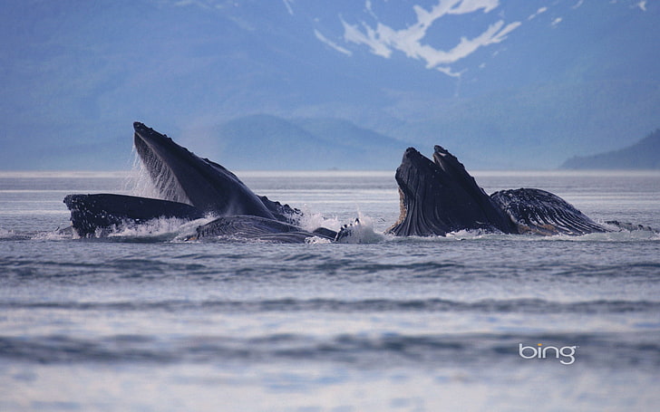 البحر ، المناظر الطبيعية ، ألاسكا ، الولايات المتحدة الأمريكية ، قناة لين ، الحيتان الحدباء، خلفية HD