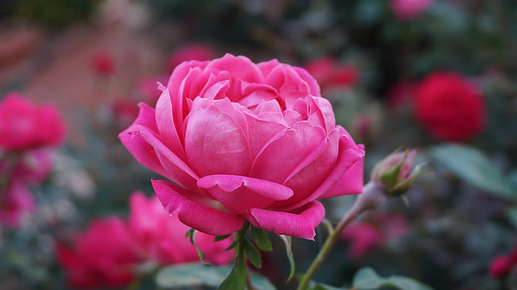 pink rose, rose, pink, flower, bud, petals, HD wallpaper