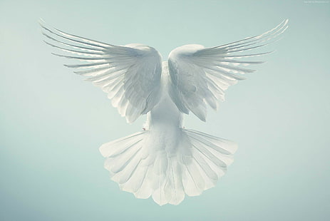 흰 비둘기 비행, 비둘기, 날개, HD, HD 배경 화면 HD wallpaper