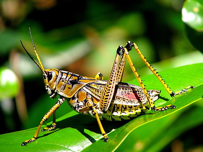 Heuschrecke, Insekt, HD-Hintergrundbild HD wallpaper