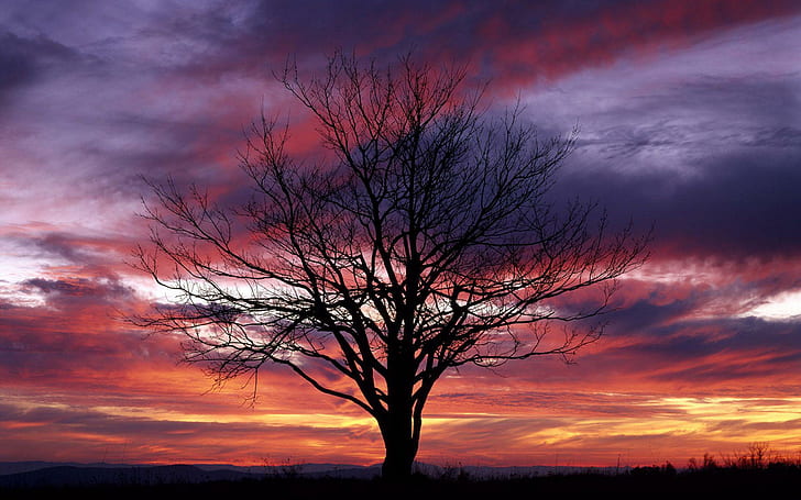 Siluetta dell'albero sotto il cielo arancione, siluetta dell'albero nudo, natura, 1920x1200, albero, siluetta, crepuscolo, Sfondo HD