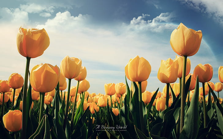 Yellow Tulips, yellow, tulips, HD wallpaper