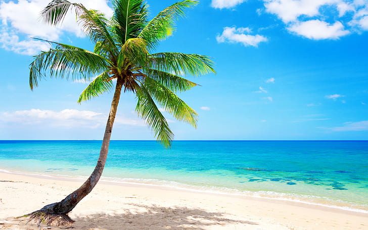 Lonely palm tree, tropical, beach, coast, sea, tropical tree, Lonely, Palm, Tree, Tropical, Beach, Coast, Sea, HD wallpaper