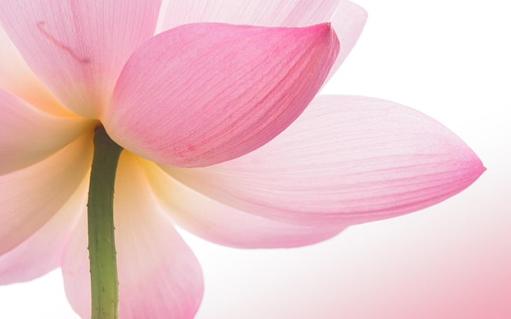 Carta da parati HD di macro-pianta del fiore di loto rosa, Sfondo HD