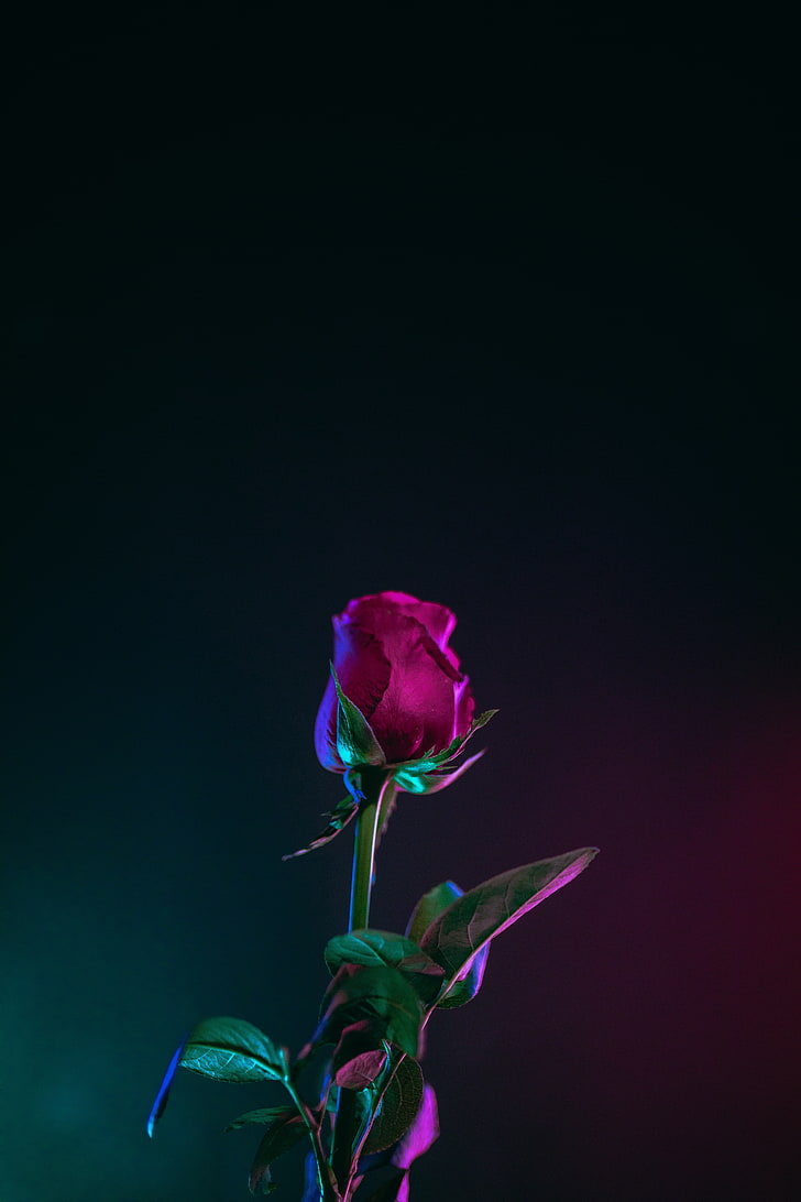 rote rosafarbene Blume, Rose, Knospe, Stamm, dunkler Hintergrund, Blätter, HD-Hintergrundbild, Handy-Hintergrundbild
