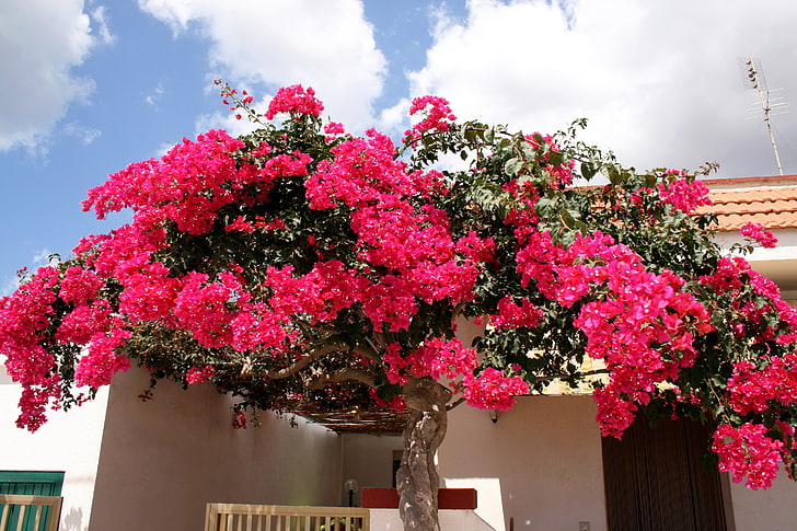 árvore de florescência rosa, buganville, flores, plantas, tronco, brilho, HD papel de parede