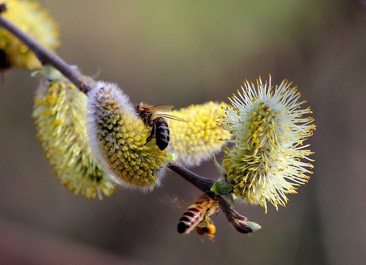 two yellow honeybees, branches, nature, pollen, spring, kidney, Verba, bees, HD wallpaper