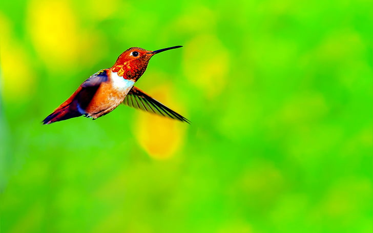 봄 귀여운 벌새 사진 테마 바탕 화면, HD 배경 화면