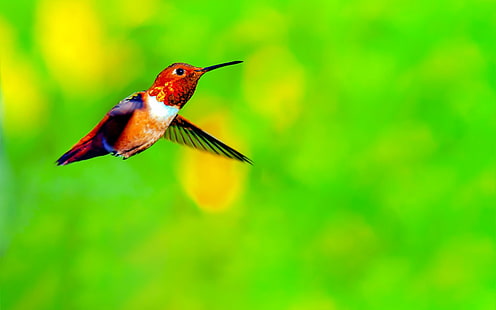 Spring Cute Hummingbird Photo Themed Wallpaper, HD tapet HD wallpaper