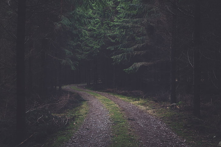 forest, dark, road, spruce, HD wallpaper