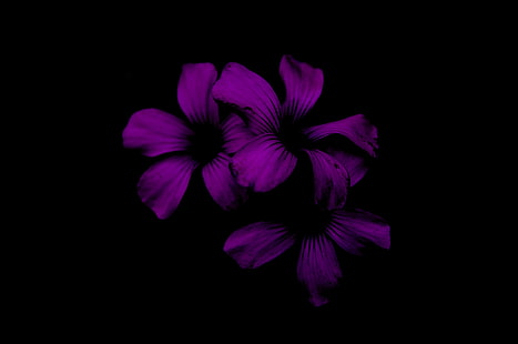 liliowy, kwiat, ciemny, fioletowy, noc, Tapety HD HD wallpaper