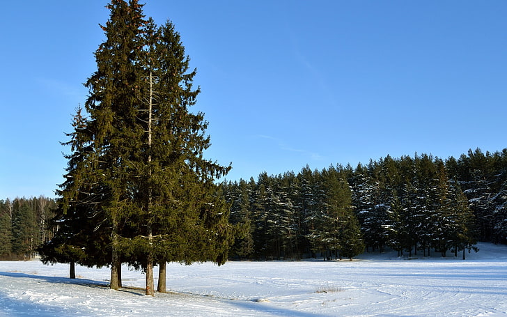 อาคารคอนกรีตสีน้ำตาลและสีขาวธรรมชาติภูมิทัศน์หิมะป่าไม้ต้นไม้, วอลล์เปเปอร์ HD