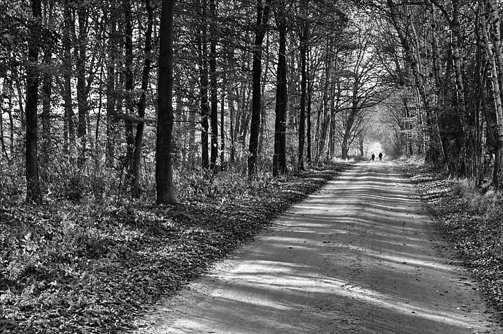 grayscale photo of forest hallway, elderly, couple, grayscale, photo, hallway, 25mm, f/2.8, ZM, Biogon, Mount, A12, gimp, g2c, man, woman, people  tree, dirt road, beech forest, beech  forest, nordic walking, T* 2, forest, tree, nature, woodland, outdoors, road, landscape, footpath, black And White, scenics, rural Scene, no People, HD wallpaper