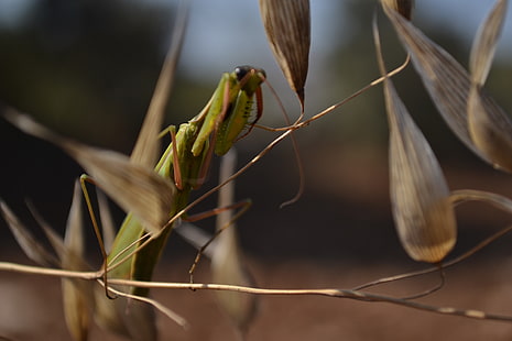 green praying mantis, grasshopper, insect, macro, leaves, HD wallpaper HD wallpaper