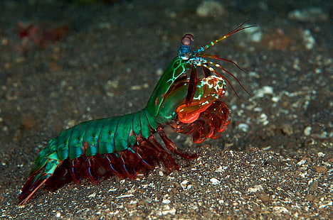 Animal, Mantis Shrimp, HD wallpaper HD wallpaper