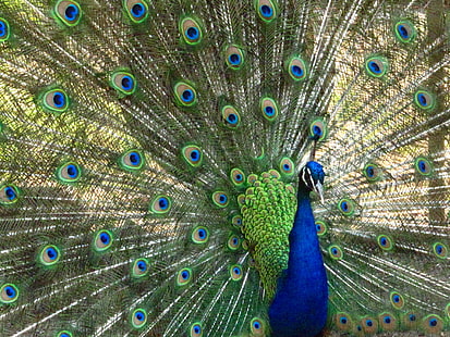 A Peacocks Beautiful Opened Feathers, peacocks, Peacocks, Beautiful, Feathers, peacock, display, birds, foul, nature, beauty, canon, NGC, nationalgeographic, NPC, sanctuary, conservancy, exclusive license, bird, feather, animal, wildlife, multi Colored, blue, male Animal, elegance, green Color, beak, tail, vibrant Color, close-up, colors, animal Head, beauty In Nature, backgrounds, pattern, HD wallpaper HD wallpaper