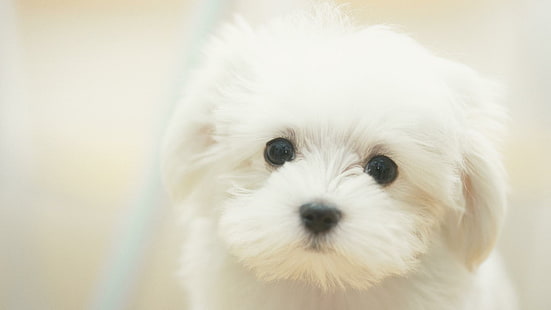 Perro maltés blanco, cachorro maltés blanco, maltés, negro, agradable, hermoso, lindo, blanco, amor, dulce, belleza, animales, Fondo de pantalla HD HD wallpaper