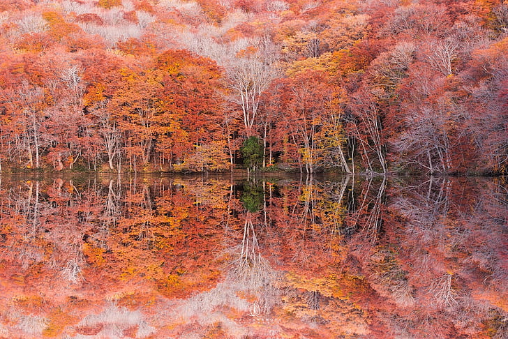 есен, дървета, отражение, зеленина, фотограф, Кенджи Ямамура, езерото Цута, HD тапет