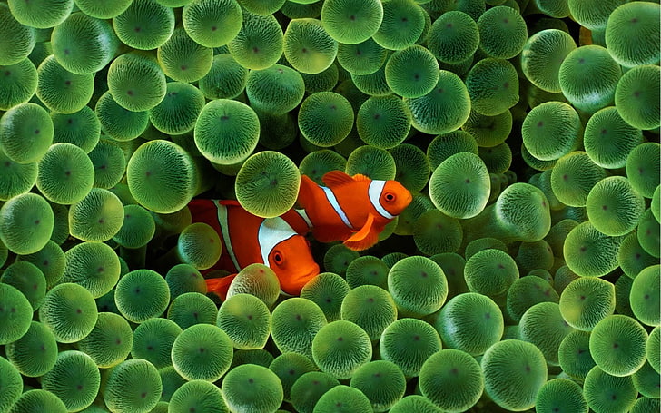 animals, Apple Inc., Clownfish, Finding Nemo, fish, iPhone, sea, Sea Anemones, water, HD wallpaper