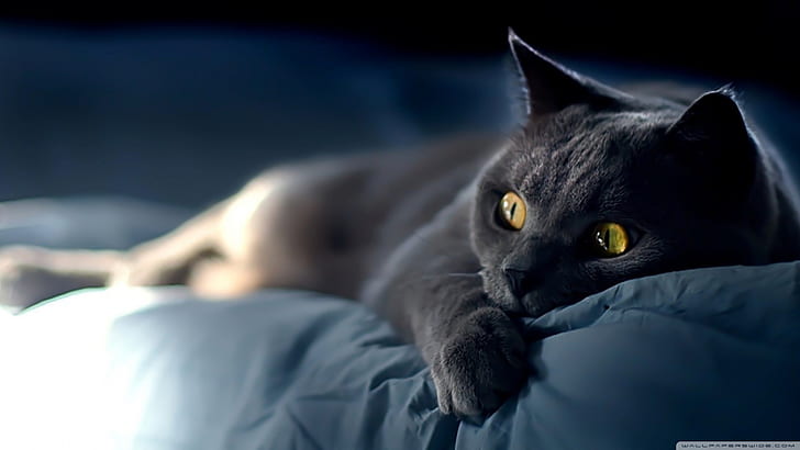czarne koty, łóżko, żółte oczy, kot, Tapety HD