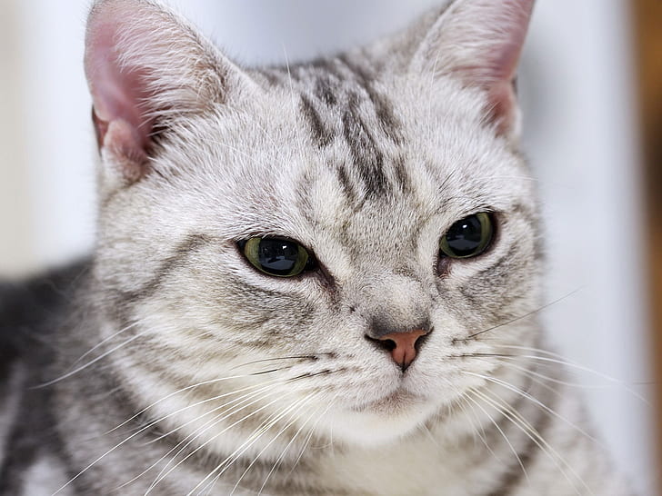 Splendida American Shorthair Cat, auto con pelo corto grigio e nero, american shorthair, bianco, assonnato, Sfondo HD