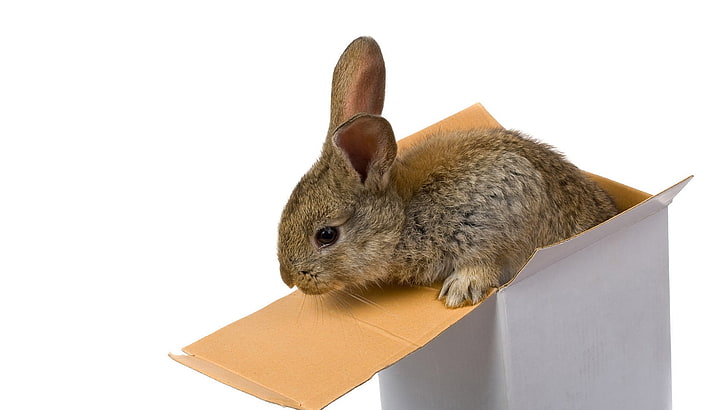 brown rabbit, small, rabbit, box, HD wallpaper